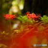 LUMIX DMC-GH2-K {fB [ubN]ŎBeʐ^