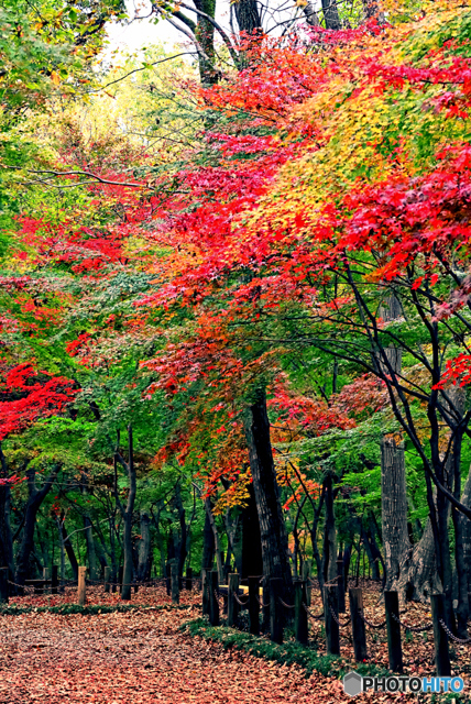 平林寺境内林・秋 by YOJ344 （ID：10041620） 写真共有サイトPHOTOHITO