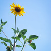 FinePix Z300ŎBeʐ^