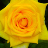COOLPIX S70ŎBeʐ^
