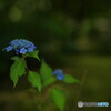 TTArtisan 50mm f/0.95 C [\j[Ep]ŎBeʐ^