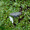 35mm F1.2 DG DN [\j[Ep]ŎBeʐ^