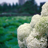 EF28-80mm F3.5-5.6 V USMŎBeʐ^