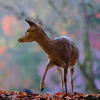 tWmY XF200mmF2 R LM OIS WRŎBeʐ^