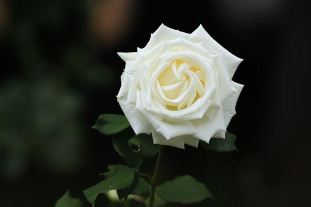白薔薇ページ Rose⑫フロリバンダとハイブリッド | 伊集院霞のMessageboard