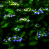 Sniper 23mm F1.2 I[gtH[JXY 23AS12Z-B-JP ubN [jRZp]ŎBeʐ^