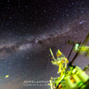 8mm F3.5 FISH-EYE LENS [y^bNXp]ŎBeʐ^