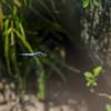 FE 300mm F2.8 GM OSS SEL300F28GMŎBeʐ^