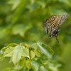 FE 300mm F2.8 GM OSS SEL300F28GMŎBeʐ^