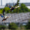 FE 300mm F2.8 GM OSS SEL300F28GMŎBeʐ^
