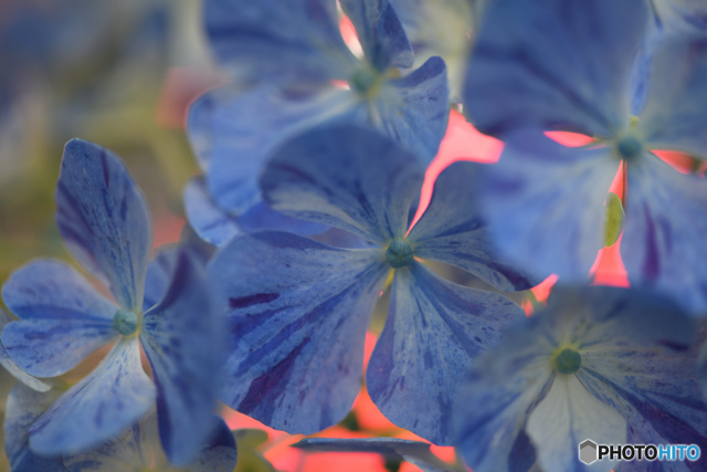 秘めたる思い by Willyoto (ID:12466468) 写真共有サイトPHOTOHITO