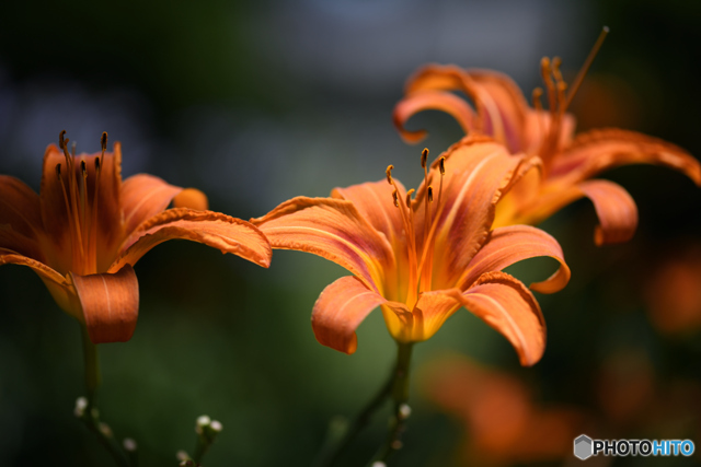 光をうけて by Willyoto （ID：12500623） 写真共有サイトPHOTOHITO