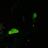 AF 28-300mm F/3.5-6.3 LD Aspherical IF MACRO (ƺݗp)ŎBeʐ^