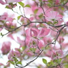 AF 70-300mm F/4-5.6 LD MACRO 1:2 (ƺݗp)ŎBeʐ^