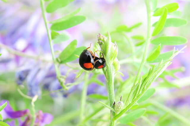 てんとう虫のサンバ by KT PHOTO （ID：9584009） 写真共有サイトPHOTOHITO