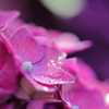 RF100mm F2.8 L MACRO IS USMŎBeʐ^