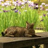 AF 50mm F1.4ŎBeʐ^
