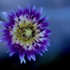 7Artisans 50mm F0.95 50095M43B [}CNtH[T[Yp]ŎBeʐ^