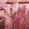 IpXEy Lite E-PL1s YLbgŎBeʐ^
