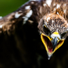 500mm F4 DG OS HSM [Lmp]ŎBeʐ^