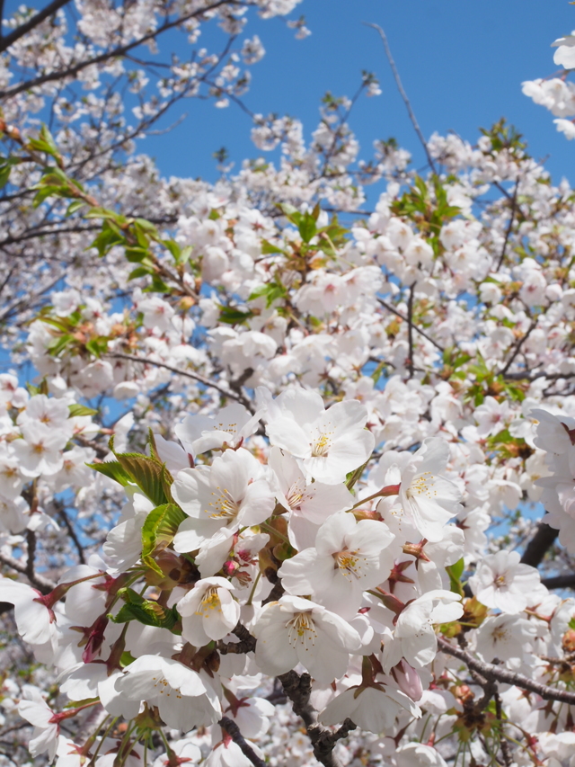 さくら by st3o3u （ID：8693680） - 写真共有サイト:PHOTOHITO