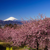 17-70mm F2.8-4 DC MACRO HSM [\j[p]ŎBeʐ^