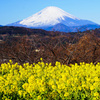 70-300mm F4.5-5.6 G SSM II SAL70300G2ŎBeʐ^
