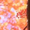 56mm F1.4 DC DN [LmMp]ŎBeʐ^