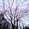 7Artisans 7.5mm F2.8 FISH-EYE II ED 75FXB-II [tWtCp]ŎBeʐ^
