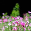 SZ 300mm PRO Reflex F7.1 MF CF [tWtCp]ŎBeʐ^