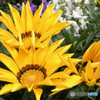 COOLPIX S9300ŎBeʐ^