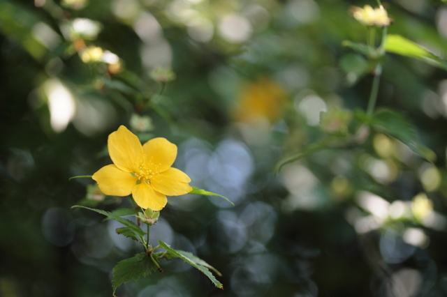 面影草 by shokora （ID：3420042） 写真共有サイトPHOTOHITO