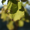 STF135mmF2.8(T4.5)ŎBeʐ^