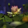OM-D E-M1 Mark III {fBŎBeʐ^