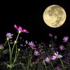 COOLPIX P1000ŎBeʐ^