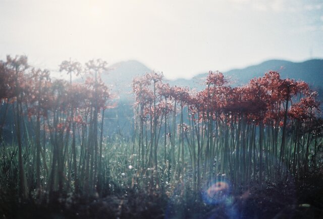 ヒカリノタネ* by hiromin （ID：12077993） - 写真共有サイト:PHOTOHITO