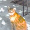 COOLPIX A10で撮影した写真