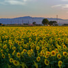 17-50mm F2.8 EX DC OS HSM [Lmp]ŎBeʐ^
