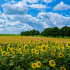 FUJIFILM X-T3 {fB [Vo[]ŎBeʐ^