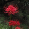 Carl Zeiss Vario-Sonnar T* 28-85mm F3.3-4 (MM)ŎBeʐ^