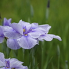 PENTAX K-3 {fBŎBeʐ^