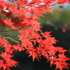 AF 55-200mm F/4-5.6 Di II LD MACRO (Model A15) ( AF)ŎBeʐ^