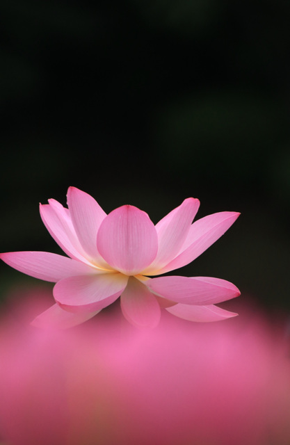 ハ ス by KAWASAN (ID:11874330) 写真共有サイトPHOTOHITO