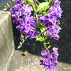 FinePix S5200ŎBeʐ^