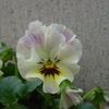 TCo[Vbg DSC-S50ŎBeʐ^