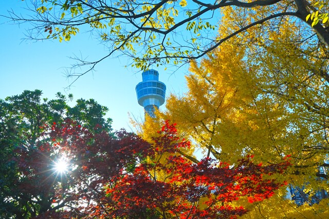 横浜マリンタワー by kako0905 （ID：12142427） 写真共有サイトPHOTOHITO