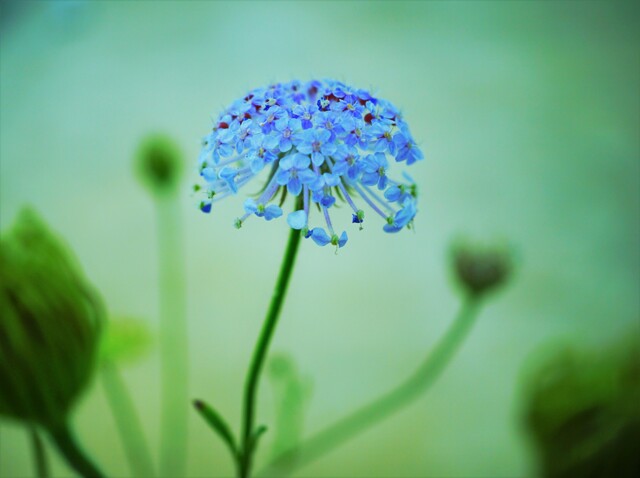 しあわせ色 by kako0905 (ID:9659096) 写真共有サイトPHOTOHITO