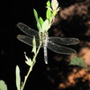 PowerShot A570 ISŎBeʐ^
