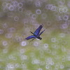 ~[Y 400mm F8 N II [y^bNXp]ŎBeʐ^