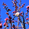 18-200mm F3.5-6.3 DC OS HSM (ƺݗp)ŎBeʐ^